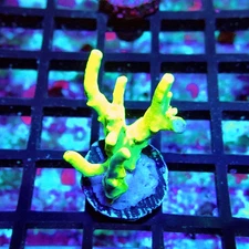 WYSIWYG - Acro Frag Aquaculture