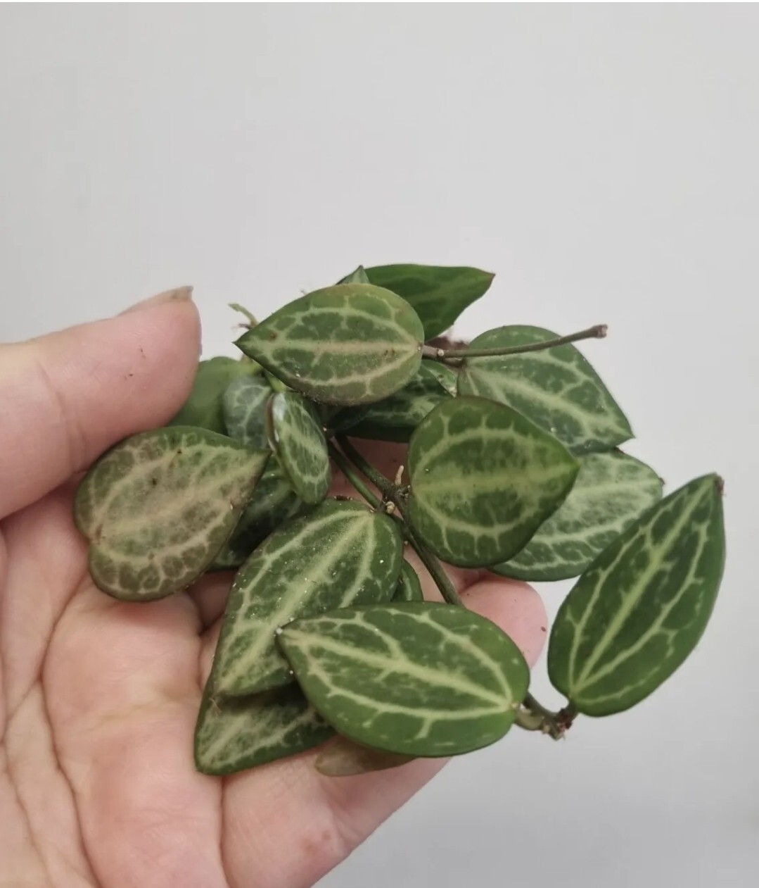 Dischidia Ovata Watermelon Hoya 🍉 RARE 🌿 Terrarium Well rooted plants