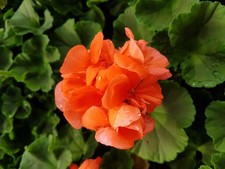 Geranium Sprint Orange Seeds – 10 Seeds – Bright Bedding