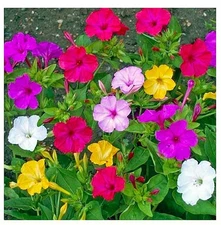 80 Mixed Four OClock Seeds, Tender Perennial, Reseeds Easily, Flower Plant