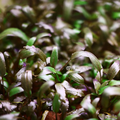 Cryptocoryne Tropica | Aquarium Plants Factory 