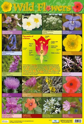 Brand New Educational A2 Posters, Maths, English, History, Science, Maps, + More