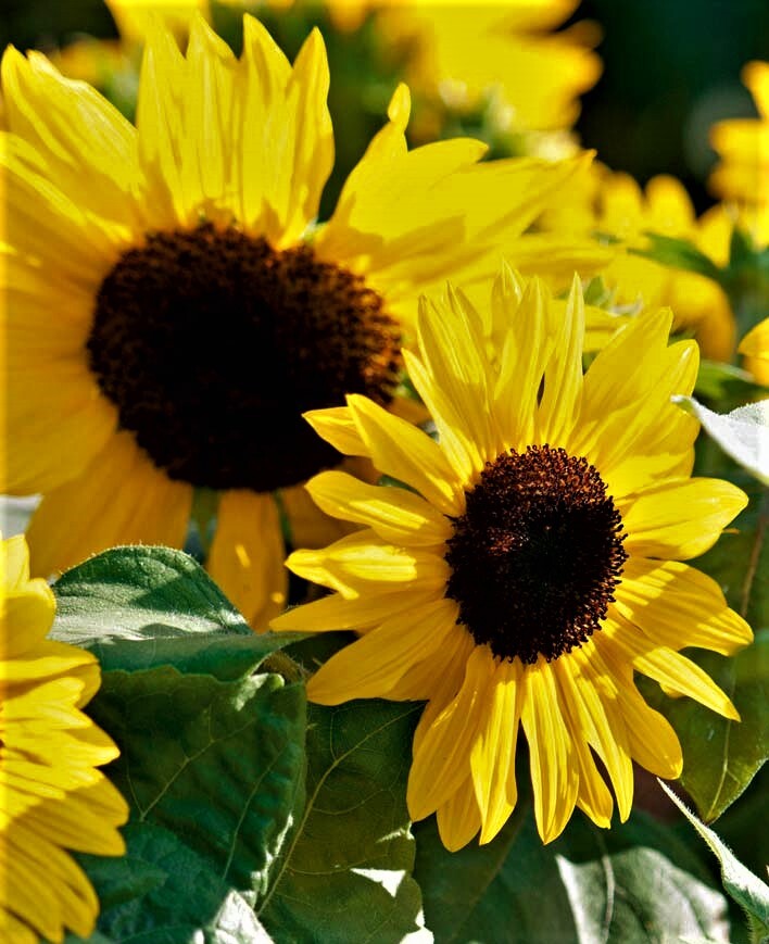 Black Magic Sunflower Seeds eBay