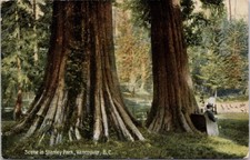 Postal de Vancouver BC Stanley Park Big Trees c1903 MacFarlane H28