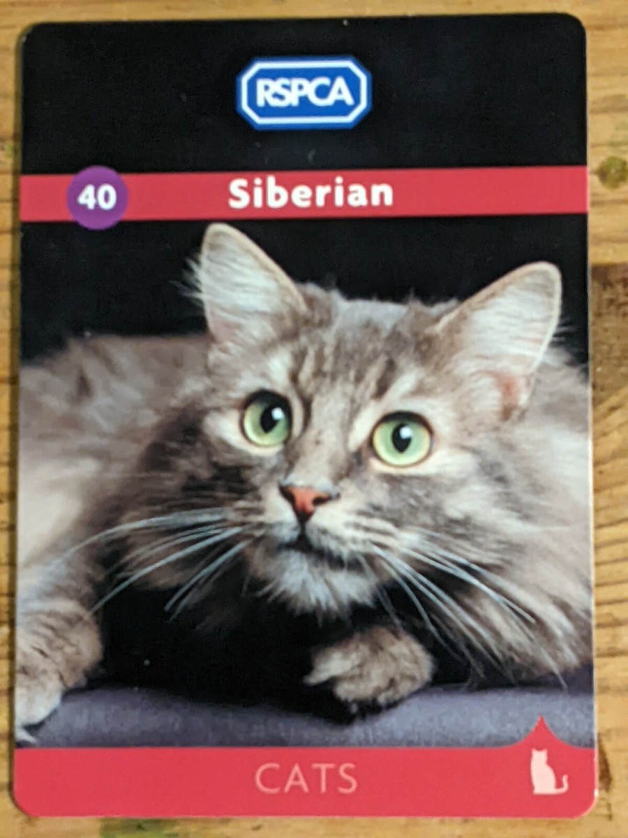 Rspca South Australia Rspca Cat Prices RSPCA Cats Card 40 Siberian UK
