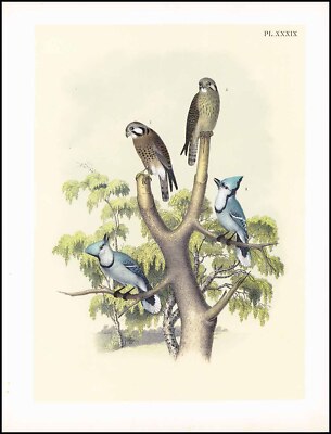 1878 Antike Chromolithographie SPARROW HAWK BLUE JAY (SPO-36)