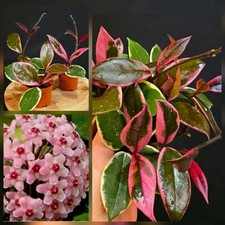 Hoya Pink Flamingo. 1X Rooted Plant In 6cm Pot. Wax Plant. Fragrant Flowers. 