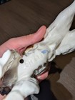 Vintage Goebel Spaniel Figurine CH 623 W. Germany TMK-5 Rare Dog Porcelain — photo 5
