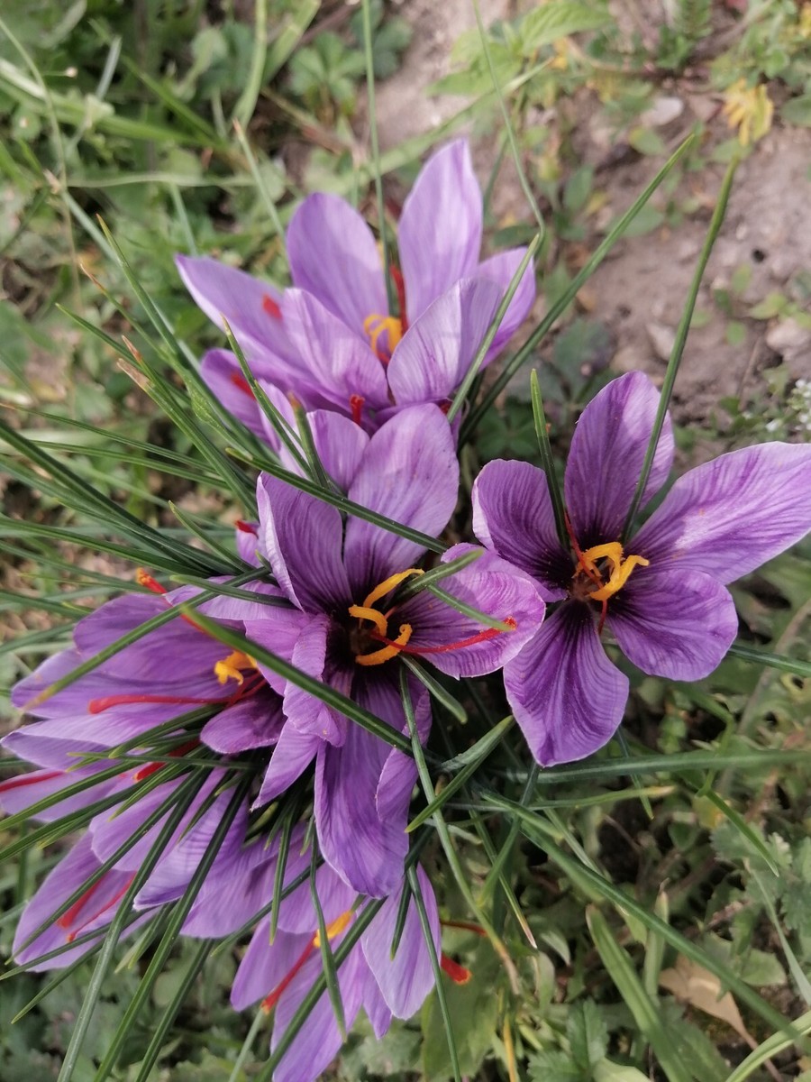 ☆saffron☆ Saffron threads 1.5 g finest 1 class saffron | eBay