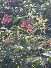 25 HAWAII Mgambo Black Pearl Tree Seeds Tropical Ornamental Bonsai Authentic