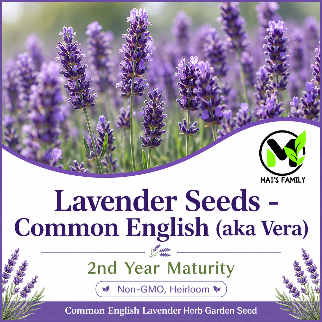 English Lavender Seeds Common Vera Heirloom Non-GMO Perennial Herb Flower