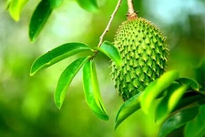 Soursop Fruit Tree Seeds for Planting - 6 Seeds - Annona muricata - Great for Bo