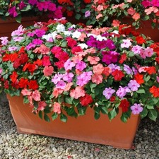 Impatiens mini plug plants mixed busy lizzie flowers vibrant colours, pack of 12