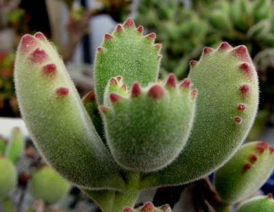 Bear Paw