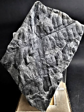 Lonchopteris conjugata – Carboniferous fossil fern