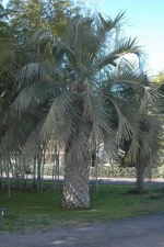 Jubaea chilensis X Butia odorata COLD HARDY HYBRID PALM Seeds!