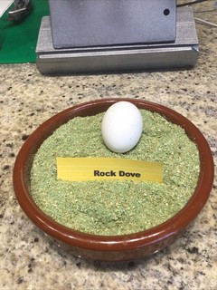 Replica Rock Dove egg