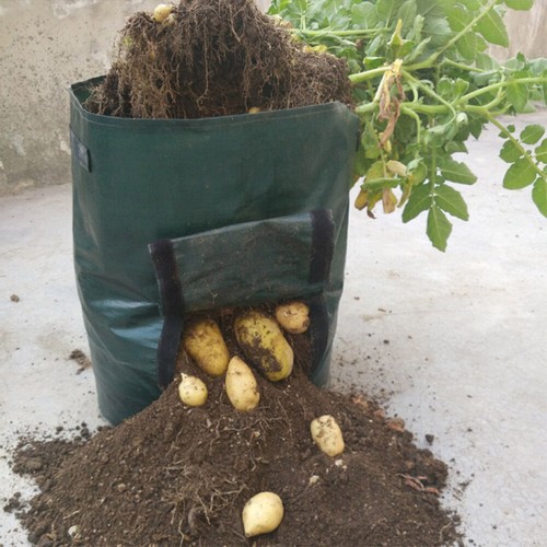 Plant Grow Pouch Patio Growing Bags Fabric Plant Pots 3 Gallon - Picture 3 of 12