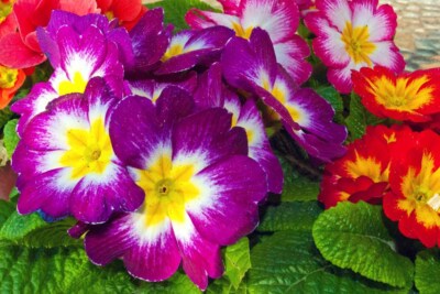 Rot Gelb Lila Primel Frühlingsblumen Primula vulgaris Foto Bild