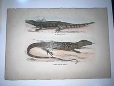 1864 Antique Hand Colored Lithograph Burgersdijk Fine Reptile Caiman Monitor