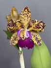 Spotted Cattleya (Blc. Sunspots x C. Jerry Spencer) - Mutation on one Lip 11231 — photo 6