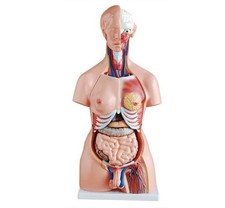 Torso Anatomía Humana 85CM Modelo 23 Piezas Unisex Enseñanza Médica