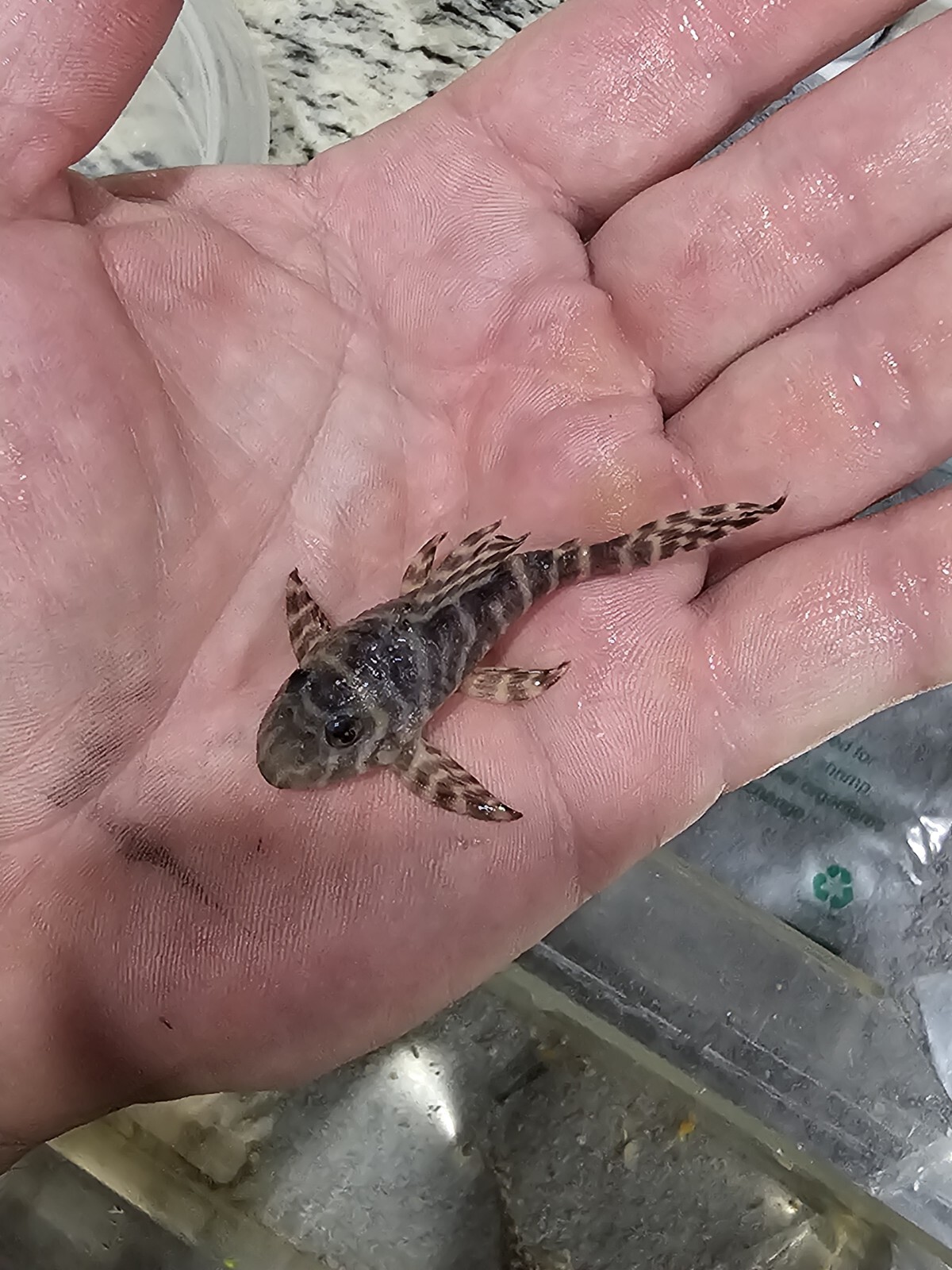 adult-l333-pleco-live-size-2-inches-king-tiger-pleco-high-quality