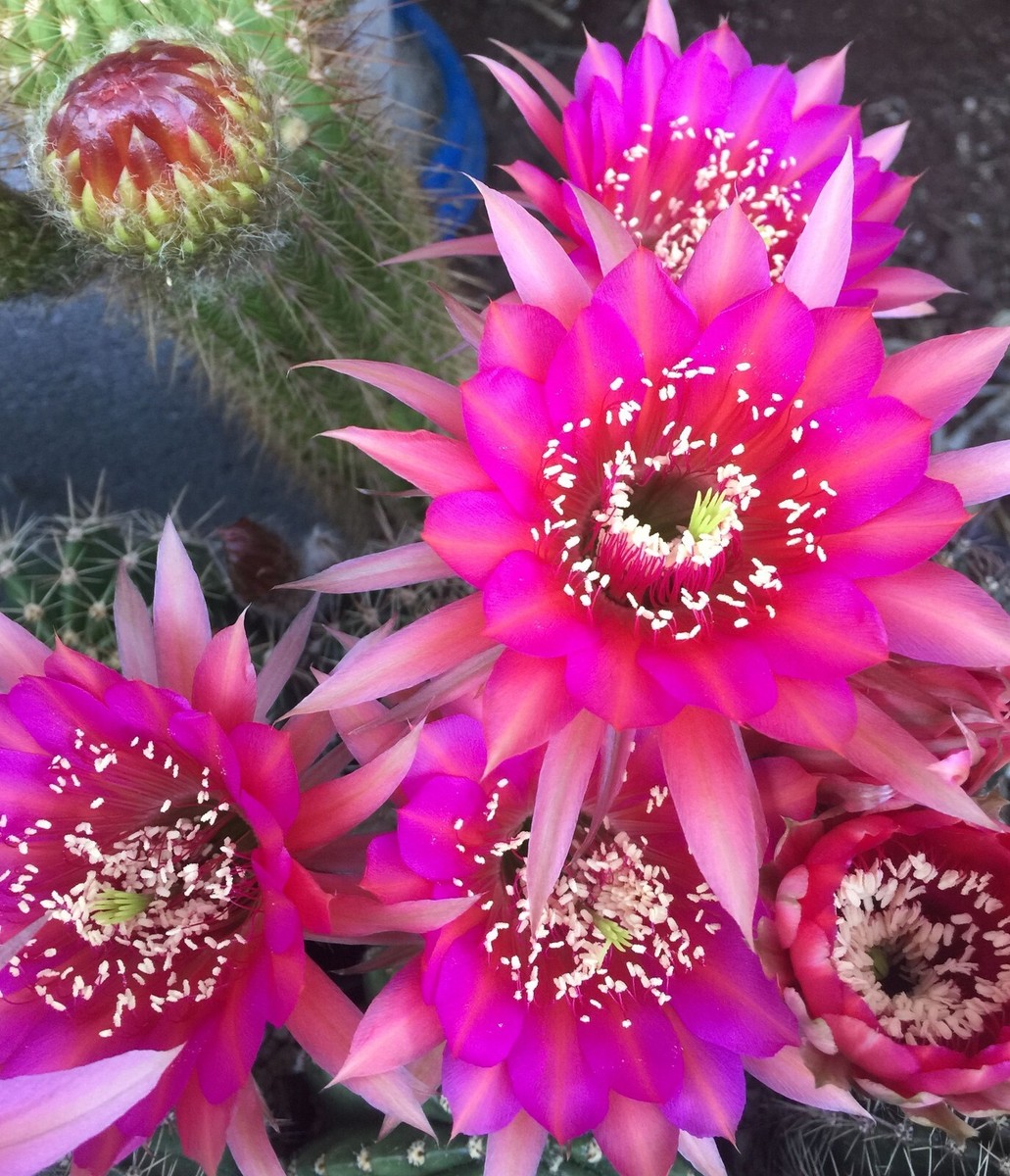 Echinopsis Schick hybrid 'Don Juan' buds, 2 inch pot size | eBay