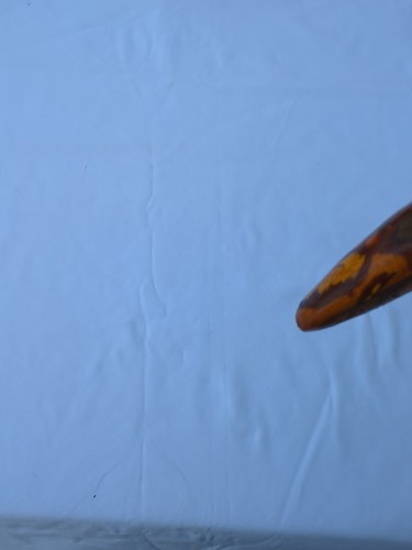Antique Irish Blackthorn Shillelagh Fighting Knob Walking Stick 38" Long - Picture 18 of 22