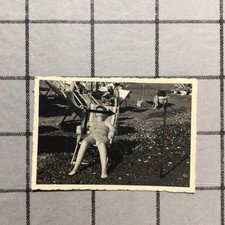 Cogoleto,Genova,bella Donna,parco Comunale,1958,animata,I81