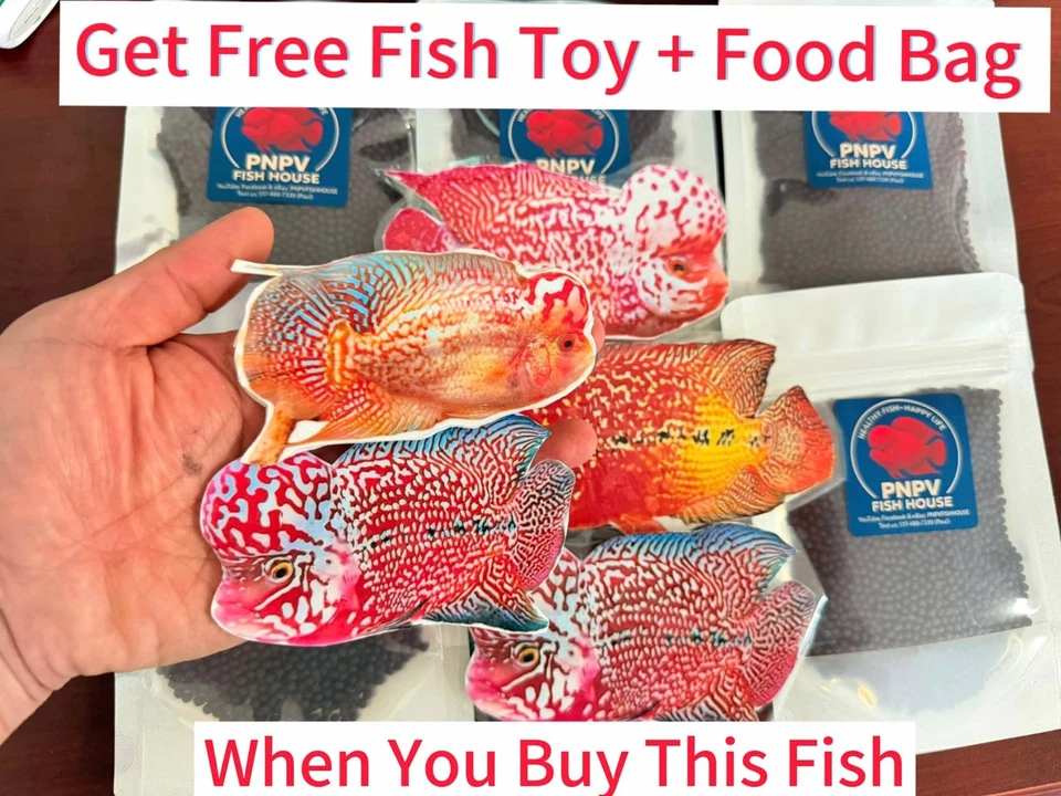 Premium Flowerhorn - Kamfa Golden Base 6 inches - Overnight USA Shipping - Image 2 of 4