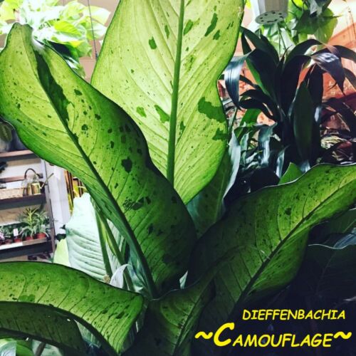 ~Dieffenbachia Camouflage~ Dumb Cane Premium Indoor Foliage Potted Starter Plant - Picture 4 of 9