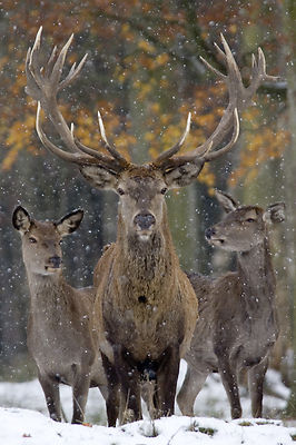 Ansichtskarte: der Platzhirsch - Rothirsch mit Harem im Schnee - red deer - cerf