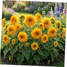 50 Teddy Bear Sunflower Seeds, Dwarf Double Bloom, Golden Yellow, Full Sun,