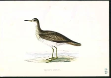 1870 ORIGINAL Hand Colored Bird Plate RARE Bartram's Sandpiper