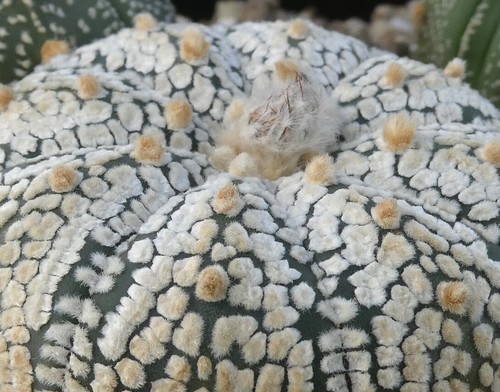 2437-1 Astrophytum Multihybride - own roots - Imagen 4 de 4