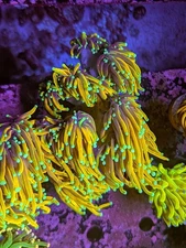 Single Head Cherry Coral Goldfinger Gold Torch 24K Live Coral LPS SPS Frag HG