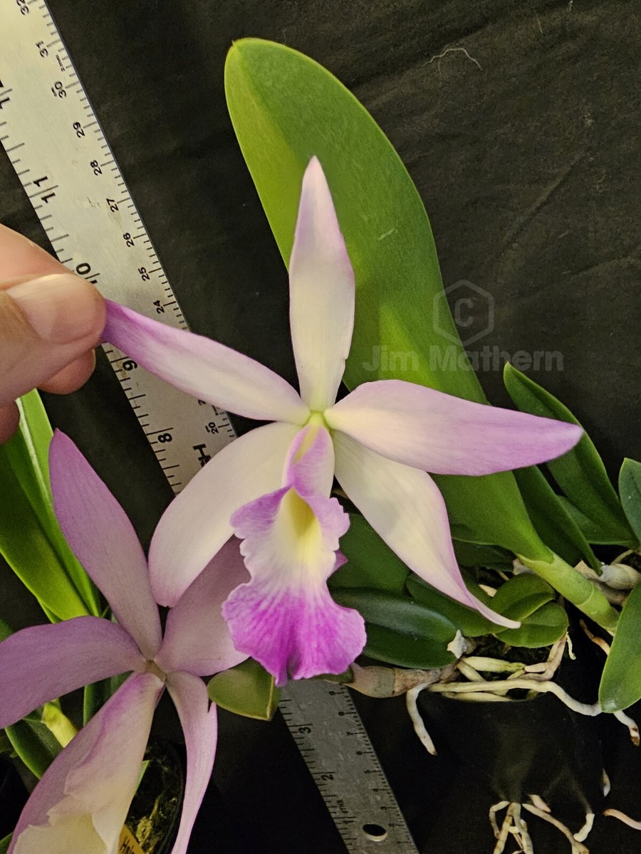 Rth Hsinying Starlight x Brassavola nodosa. Blooming size
