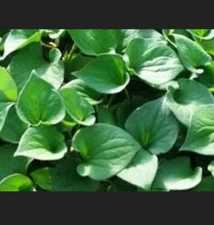 Houttuynia Cordata SEEDS (chameleon or lizzard tail)