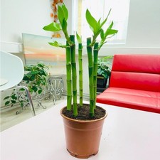 Lucky Bamboo Group Plant in Soil White Gravel Topping Pot House Office Easy Care