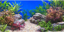 48x24 Inch Fish Tank Background River Bed and Lake Aquatic Plant Undersea
