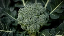 Broccoli Seeds- Waltham 29,"COOL BEANS N SPROUTS" Brand. Home Gardening.