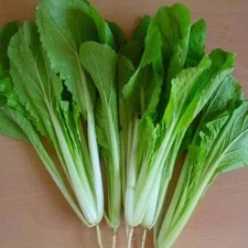 200+Pak Choi Seeds Green Stem Chinese Cabbage Bok choy Four Season vegetable USA