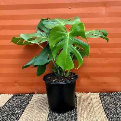 Large Monstera Deliciosa Tropical Split Leaf Plant 10