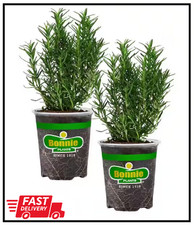 19 Oz. Rosemary Plant, 2-Pack