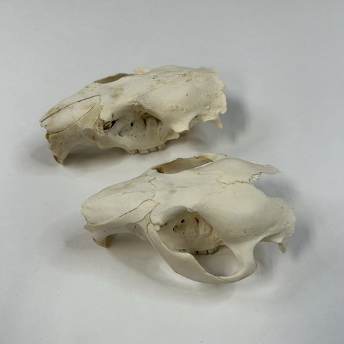Lot Of 2 Beaver Skull Tops Damaged Cleaned Taxidermy Weird Odd Crafts #3825 - Picture 4 of 9