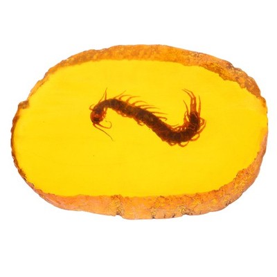Insekten-bernstein- Halskettenanhänger Gravierte Schmuckbrand