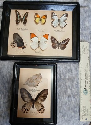 Vtg Atrophaneura Horishanus Moth Taxidermy & 6 Butterfly Framed Display 10x13'' 