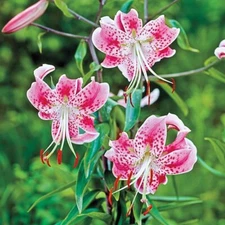 1 - UCHIDA LILY Flower Bulb - PERENNIAL - Style Beauty & Color
