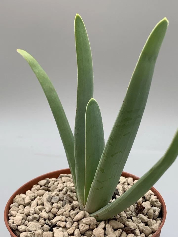 Pianta Di Aloe Plicatilis, Vaso 10 Cm Pianta Alta 17 Cm Verde Chiaro Rare Plant - Imagen 2 de 4